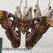 Bild-Nr./Picture No.: 2502452