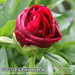 Bild-Nr./Picture No.: 2502509