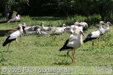 Bild-Nr.: 2503109