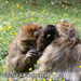Bild-Nr./Picture No.: 2503068