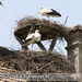 Bild-Nr./Picture No.: 2503099