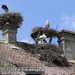 Bild-Nr./Picture No.: 2503103