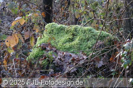 Bild-Nr.: 2505911