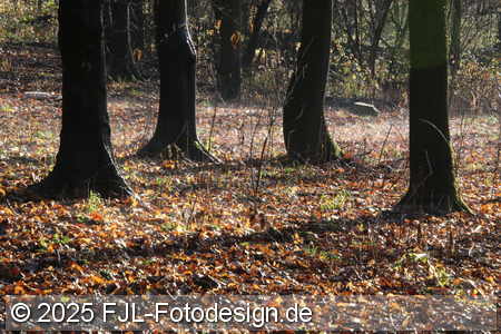 Spaziergang am 30. Dezember 2025 von Köln-Flittard über Stammheim nach Mülheim