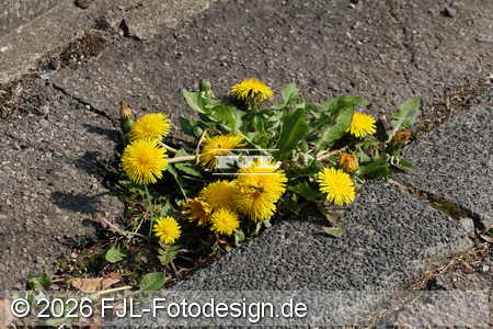 Bild-Nr.: 2601809