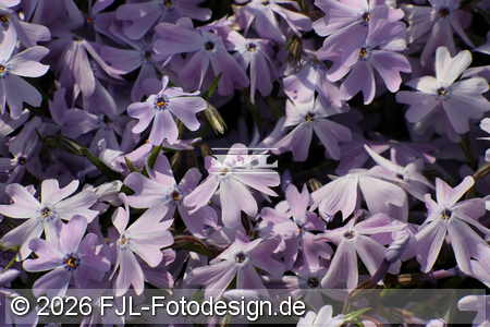 Bild-Nr.: 2601811