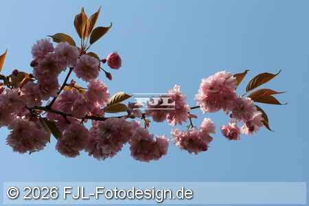 Bild-Nr.: 2601819