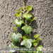 Bild-Nr./Picture No.: 2601811