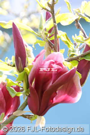 Bild-Nr.: 2601910