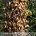 Bild-Nr./Picture No.: 2601908