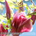 Bild-Nr./Picture No.: 2601909