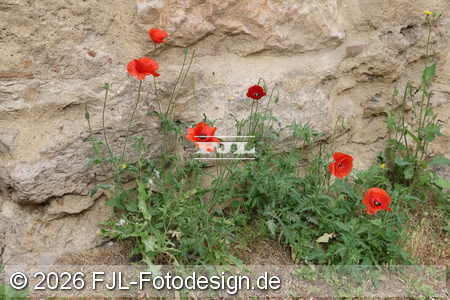Bild-Nr.: 2602233