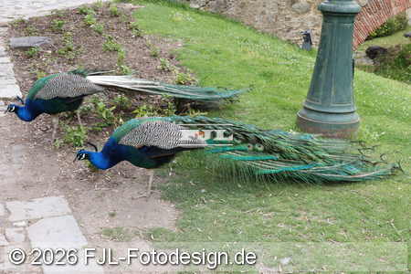 Bild-Nr.: 2602237
