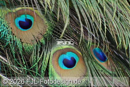 Bild-Nr.: 2602241