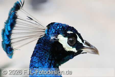 Bild-Nr.: 2602242