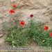 Bild-Nr./Picture No.: 2602232