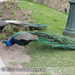 Bild-Nr./Picture No.: 2602236