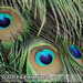 Bild-Nr./Picture No.: 2602240