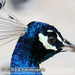 Bild-Nr./Picture No.: 2602241