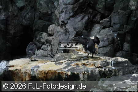 Bild-Nr.: 2602421