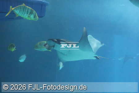 Bild-Nr.: 2602426
