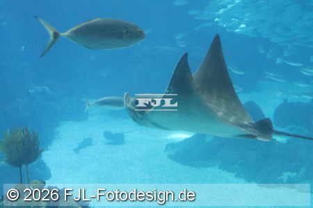 Bild-Nr.: 2602427