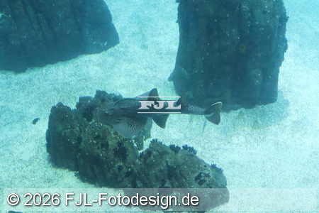Bild-Nr.: 2602428