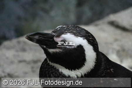 Bild-Nr.: 2602431