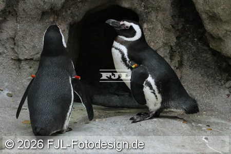 Bild-Nr.: 2602433