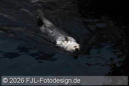 Bild-Nr.: 2602436