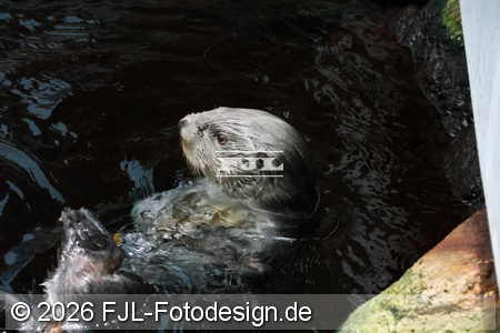 Bild-Nr.: 2602438