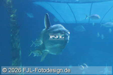 Bild-Nr.: 2602443