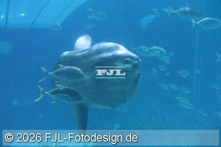 Bild-Nr.: 2602444