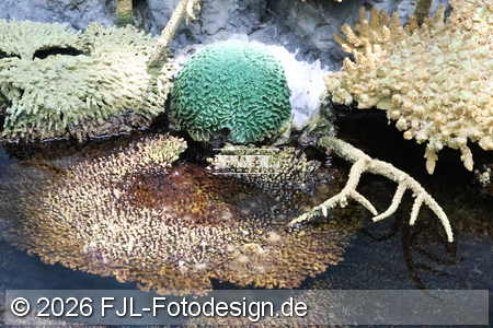 Bild-Nr.: 2602445