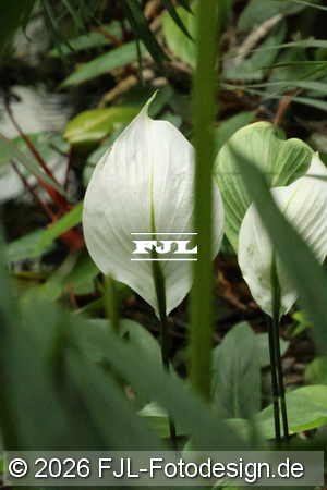 Bild-Nr.: 2602446