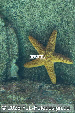 Bild-Nr.: 2602449