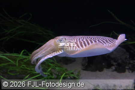Bild-Nr.: 2602453