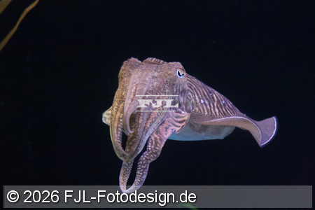 Bild-Nr.: 2602454