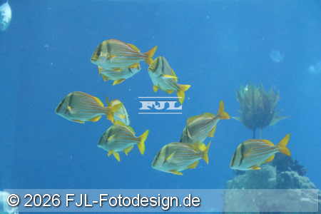 Bild-Nr.: 2602457