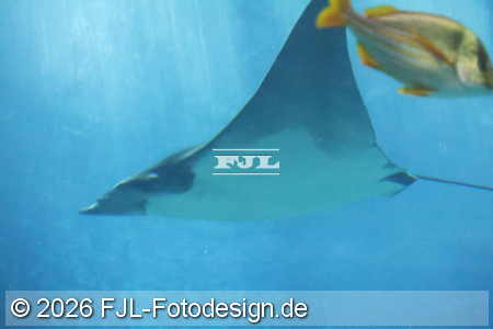 Bild-Nr.: 2602458