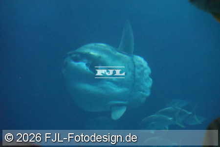 Bild-Nr.: 2602459