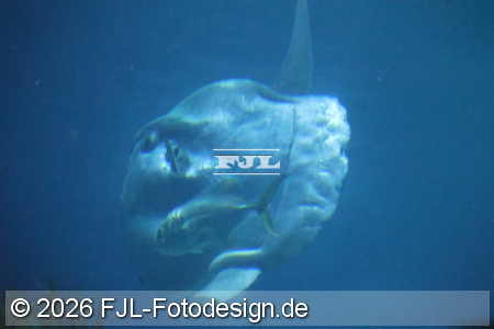 Bild-Nr.: 2602461