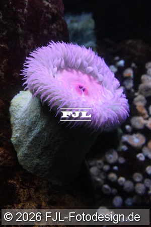 Bild-Nr.: 2602462