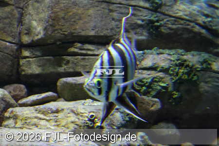 Bild-Nr.: 2602463