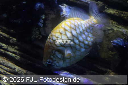 Bild-Nr.: 2602469