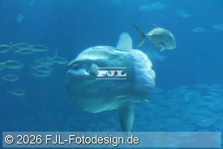 Bild-Nr.: 2602470