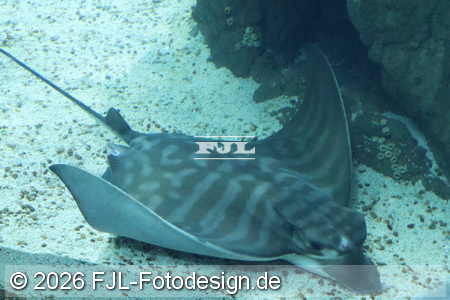 Bild-Nr.: 2602471