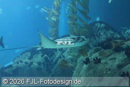 Bild-Nr.: 2602473