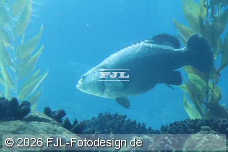 Bild-Nr.: 2602474