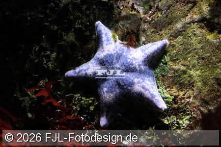 Bild-Nr.: 2602475
